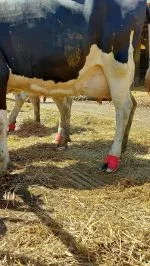 CowCare TAPE&CARE CLASSIC Bandes Auto-adhésives, largeur 10 cm, effet stretch 200/450 cm, rouges – Image 10