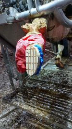 cow hoof trimming equipment