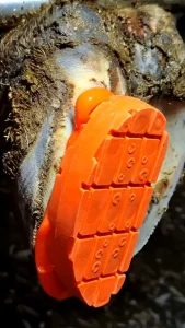 cowcare rubber hoof block on hoof with glue