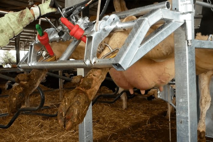 hoof trimming chute anka CORE 2