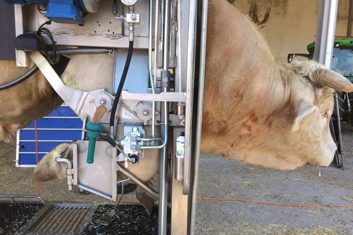 hoof trimming chute anka crush pro for bulls 1