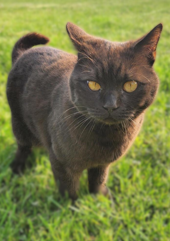 Brownie The Cat