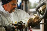 hoof checking pliers