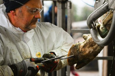 hoof checking pliers