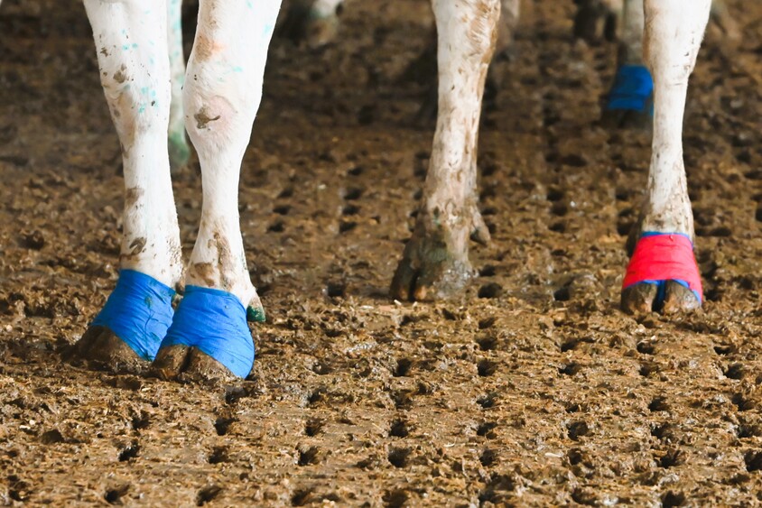 Hoof Tapes & Bandages for Cattle: How to Choose and Apply Them 2 cow hoof bandages on hooves