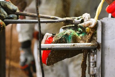 hoof nippers nipping cow