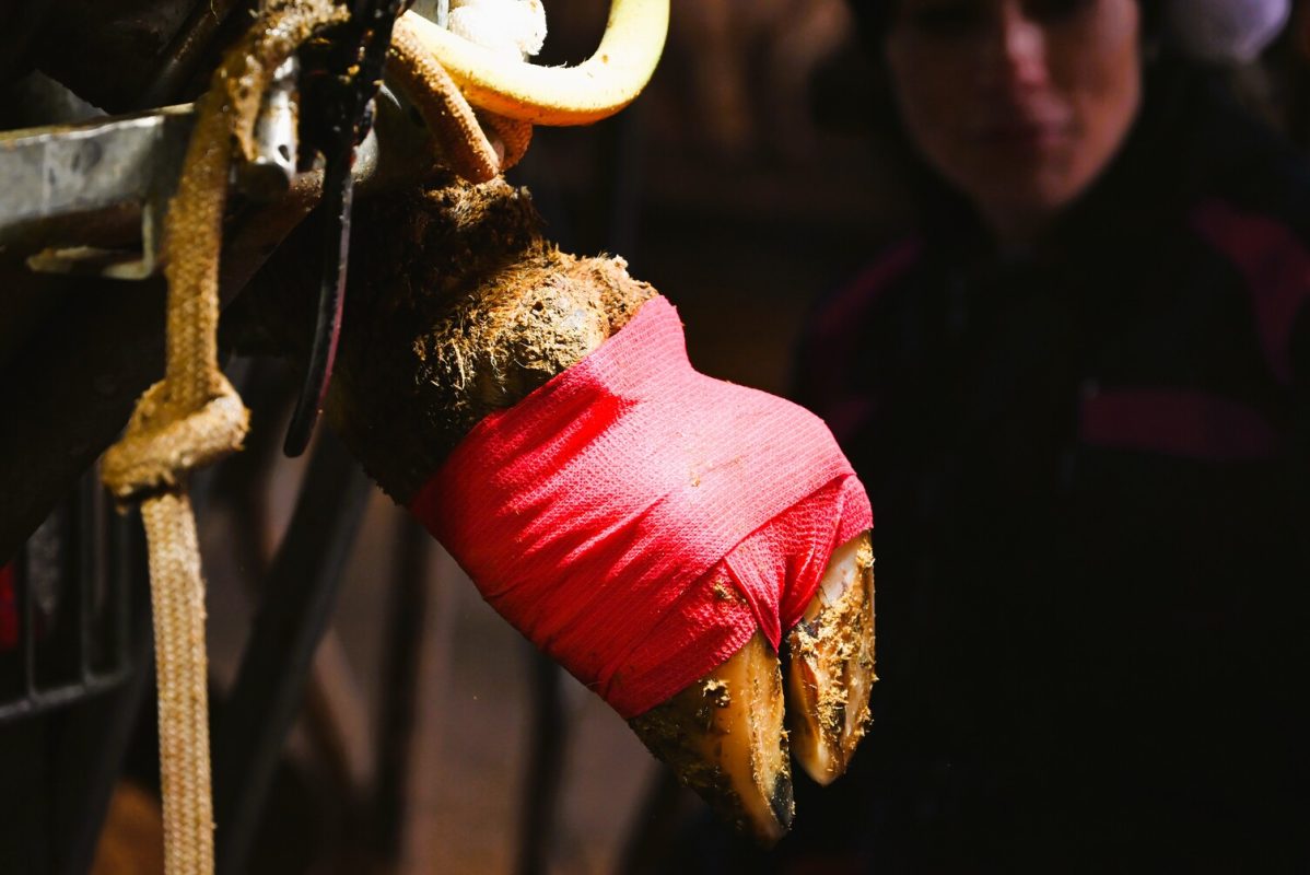 tape&care red tape on cow hoof