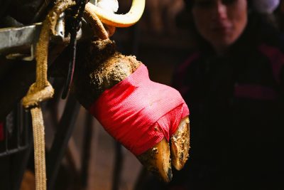 tape&care red tape on cow hoof