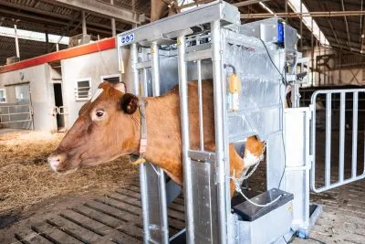 Dairy HD Farmer Cow Hoof Trimming Chute