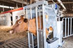 Dairy HD Farmer Cow Hoof Trimming Chute