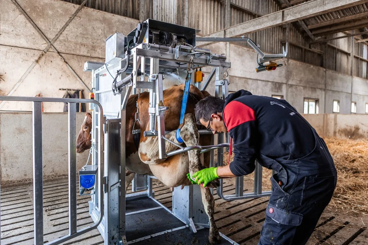 Best Cow Hoof Trimming Equipment in 2026 7 Dairy HD Farmer Cow Hoof Trimming Chute