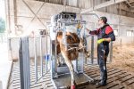 Dairy+ HD Farmer Cow Hoof Trimming Chute