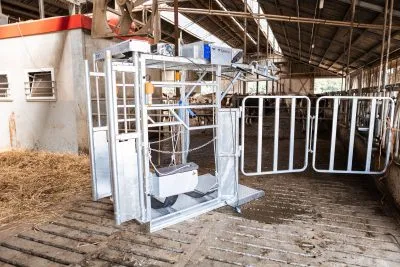 Dairy Farmer Cow Hoof Trimming Chute