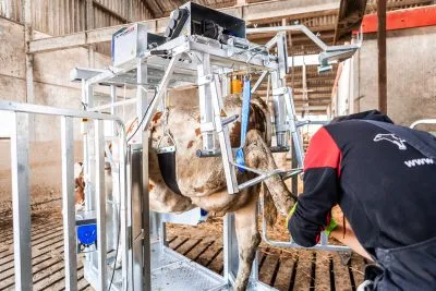 Dairy Farmer Cow Hoof Trimming Chute