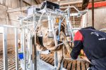 Dairy Farmer Cow Hoof Trimming Chute
