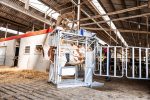 Dairy Farmer Cow Hoof Trimming Chute