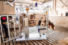 Dairy Farmer Cow Hoof Trimming Chute