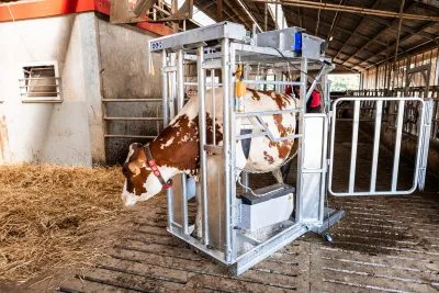 Dairy Farmer Cow Hoof Trimming Chute
