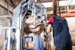 Dairy LUX LIFT Farmer Cow Hoof Trimming Chute