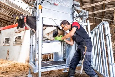 Dairy LUX LIFT Farmer Cow Hoof Trimming Chute