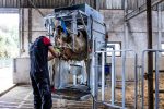 Dairy LUX LIFT Farmer Cow Hoof Trimming Chute