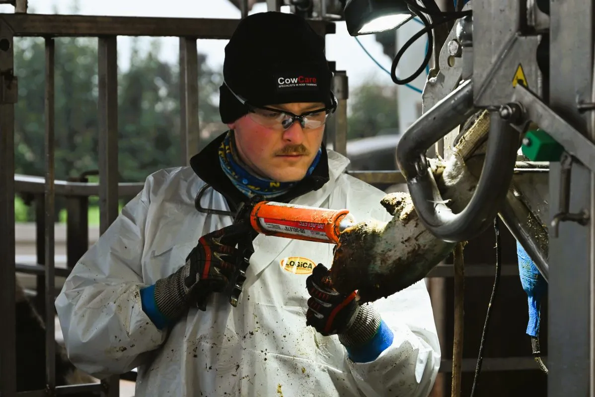 Best Cow Hoof Trimming Equipment in 2026 4 DD-Delete gel being applied to cow hoof