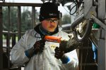 DD-Delete gel being applied to cow hoof