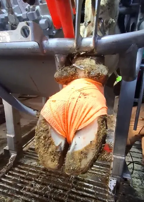 Best Cow Hoof Trimming Equipment in 2026 3 Orange Biodegrabale Hoof Bandage Tape&Care