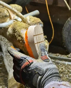 Home 6 OrangeMonkey Cattle Hoof Glue being applied to Wooden Block on Cow Leg