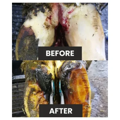 Home 55 dd-delete before and after digital dermatitis on cow hoof