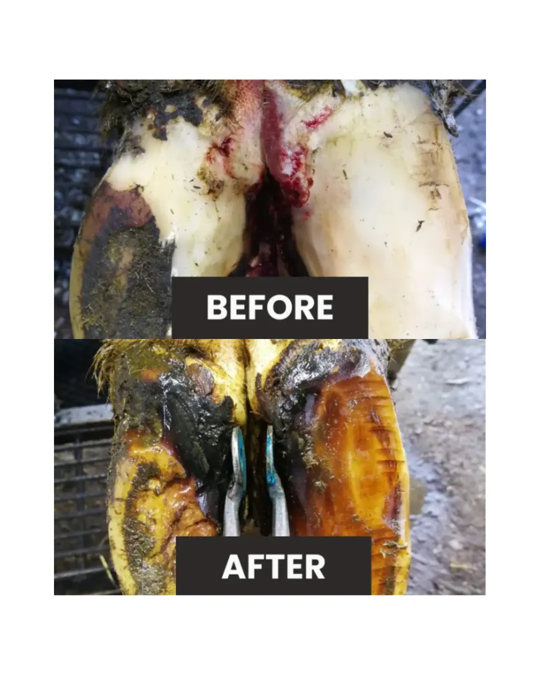dd-delete before and after digital dermatitis on cow hoof