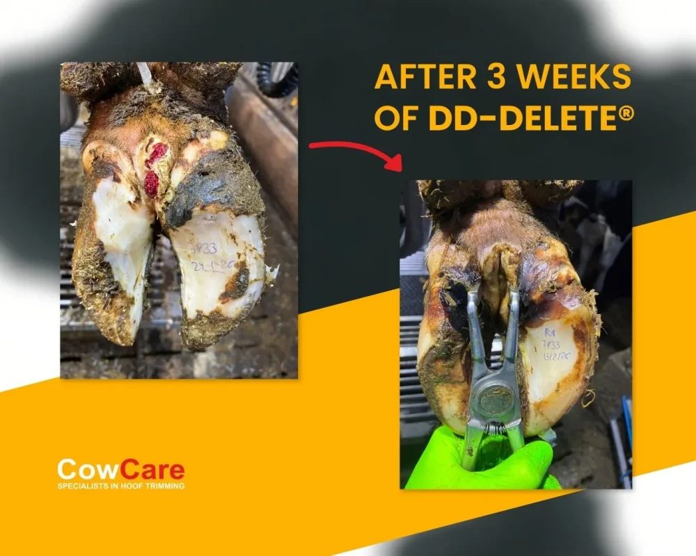 DD-DELETE DIGITAL DERMATITIS 3 WEEKS PROGRESS