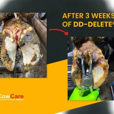 DD-DELETE DIGITAL DERMATITIS 3 WEEKS PROGRESS