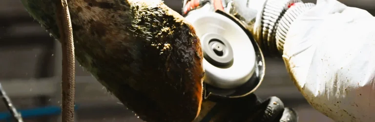 hoof being trimmed with disc