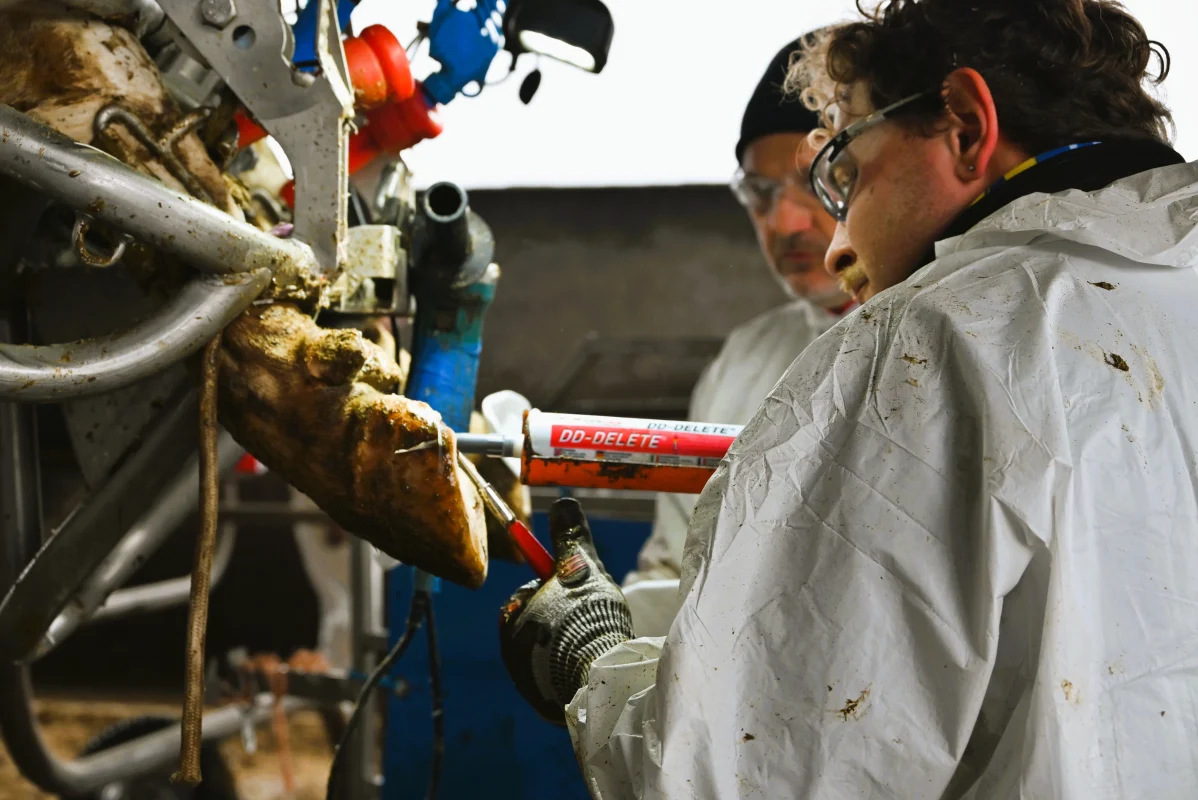DD-DELETE HOOF CARE GEL BEING APPLIED TO COW HOOF WITH DIGITAL DERMATITIS