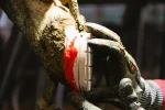 wood hoof block glued to cows claw with red sticky dicky glue