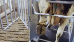 Dairy LUX Farmer Cow Hoof Trimming Chute