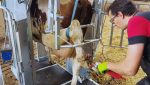 Dairy LUX Farmer Cow Hoof Trimming Chute