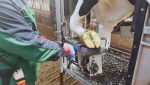 CowCare XP-Classic Professional Hoof Trimming Chute Front Leg Fixation