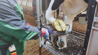 CowCare XP-Classic Professional Hoof Trimming Chute Front Leg Fixation