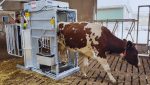 Dairy LUX Farmer Cow Hoof Trimming Chute
