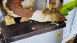 Dairy LUX Farmer Cow Hoof Trimming Chute