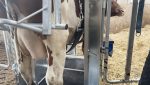 Dairy Plus Farmer Cow Hoof Trimming Chute