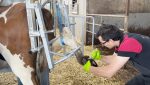 Dairy Plus Farmer Cow Hoof Trimming Chute