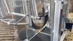 Dairy Plus Farmer Cow Hoof Trimming Chute