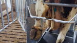 CowCare DAIRY RoboChute (Treatment + Milking Robot) Hoof Trimming Chute - Image 7