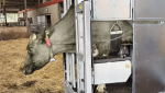 CowCare DAIRY RoboChute (Treatment + Milking Robot) Hoof Trimming Chute - Image 5